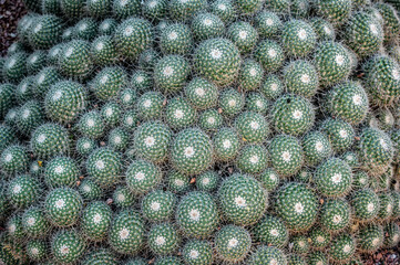 Closeup details of a cactus Marrakesh, Morocco - 750698180