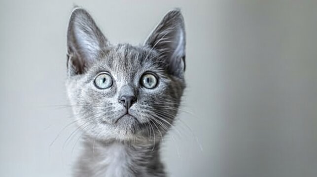 A Russian Blue kitten