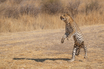 leopard in a tree waiting for prey Africa Kenya