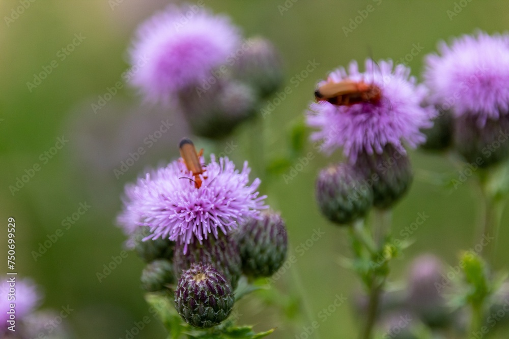 Canvas Prints bug on a flower