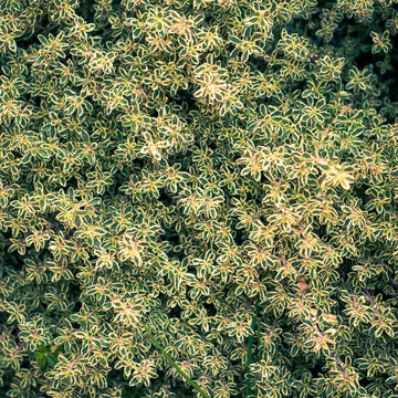 Verdant Whispers: A Close-Up of Lush Green Foliage