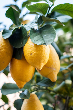 Golden Harvest: Fresh Lemons on the Branch