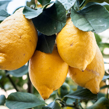 Golden Harvest: Fresh Lemons on the Branch