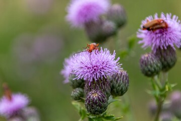 Fototapeta premium bug on a flower