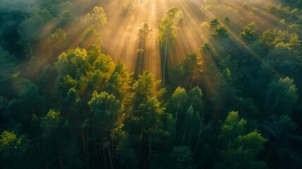 Majestic Woodland at Sunrise. Aerial Photograph with Light Rays coming through Trees
