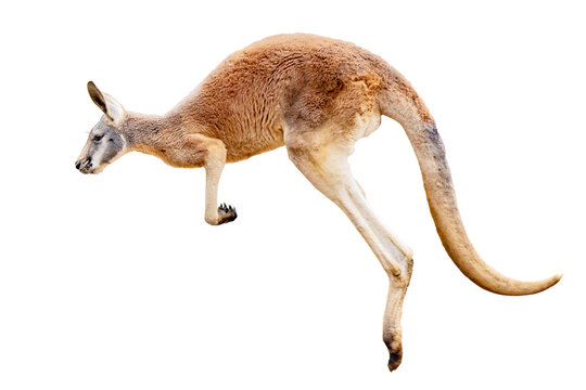 Kangaroo jumps on white background.