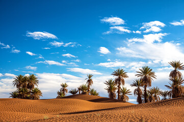 Palm trees in the Sahara Desert near Mhamid, Morocco