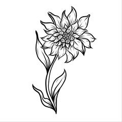 Edelweiss line art. Hand drawn Vector Floral outlines