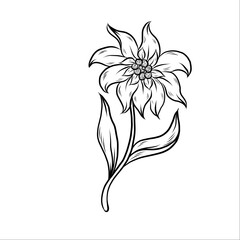 Edelweiss line art. Hand-drawn Vector Floral outlines