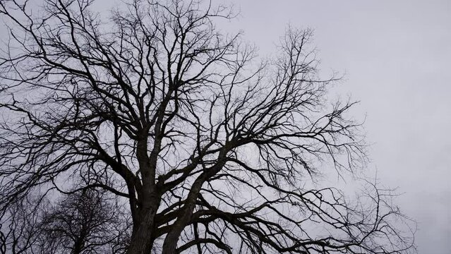 tree in the sky in winter