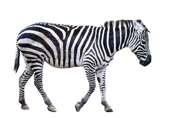 Zebra walks on white background.