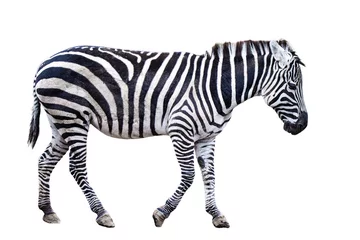 Foto op Plexiglas Zebra walks on white background. © naotoshinkai
