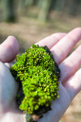 Naklejka na ściany i meble Close-up female hands holding a lump of moss on a forest background