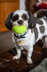Cute little dog with a ball