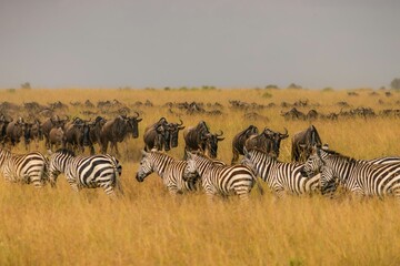 zebras in serengeti national park city