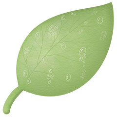 green leaf on a white background