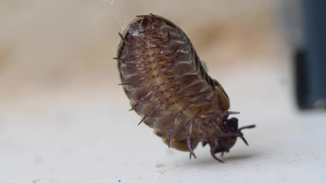 Witness the unfortunate predicament of a Glomeris Marginata ensnared within the intricate strands of a spider's web. 