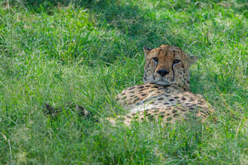 Citas enjoy the day in Masai mara