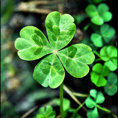 Ein vierblättriges Kleeblatt