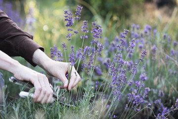 girl pruning lavender bush in the garden - 750706390