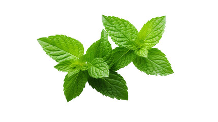 Close-up of Vibrant Green Mint Leaves on transparent background, Perfect for Culinary Delights and Health-Related Concepts