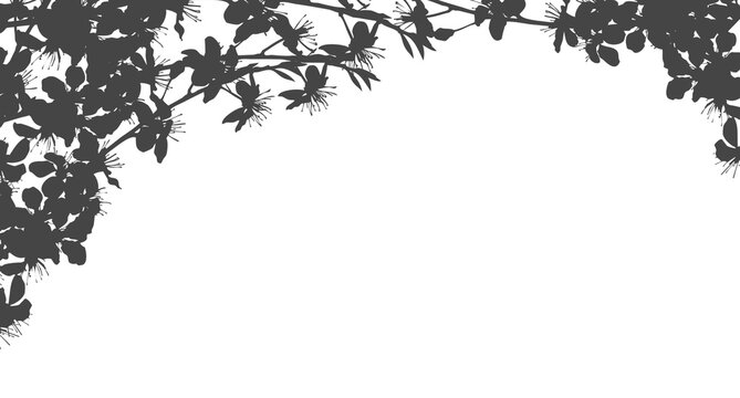 Silhouette Cherry Blossom Shadow, Illustration isolated transparent of Shadow leaves overlay on Wall,Concept for elements design decoration for Spring, Summer Backdrop Background