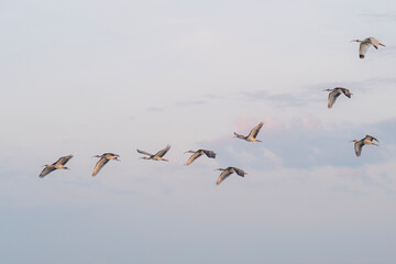 Flock of young white ibis flying south over south eastern usa