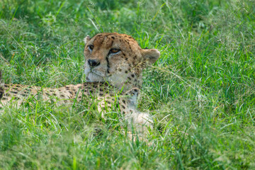 Citas enjoy the day in Masai mara