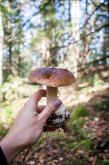 Mushroom in the hand of a mushroom picker in the mountain forest