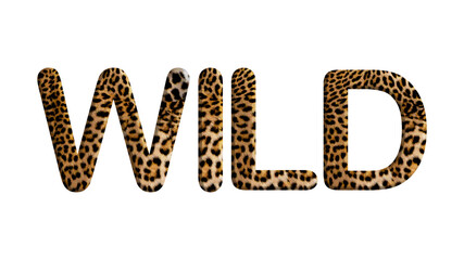 Word of WILD made from leopard fur or skin isolated on transparent background, suitable for template animal concept, PNG	