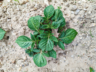 Agriculture cultivating of potato plant Solanum tuberosum