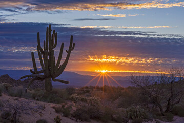 Sun Rays Behind a Bug  Saguaro Cactus At Sunrise Time Near Scottsdale AZ