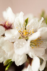 Fototapeta na wymiar Spring almond blossoms, vibrant flowers in full bloom
