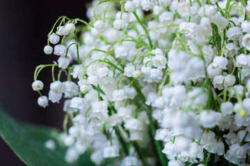 White fresh lily of the valley flowers large