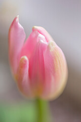 Soft delicate pink tulip bud