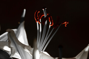 Charming lily pistils on dark background illuminated