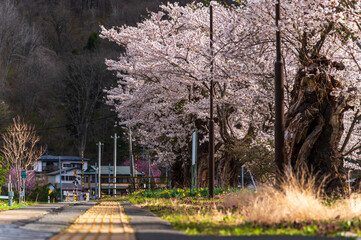 Japanese Cherry Blossom or Sakura and natural rural country  train staion with blue sky day in Iwate, Japan - 750712947