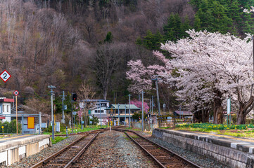 Japanese Cherry Blossom or Sakura and natural rural country  train staion with blue sky day in Iwate, Japan - 750712966