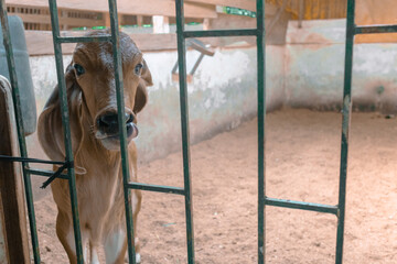 Pequeño ternero con semanas de nacido encerrado en el corral de una granja