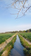 landscape with river and trees