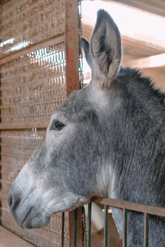 Lindo burro / asno de granja encerrado tras su jaula de metal