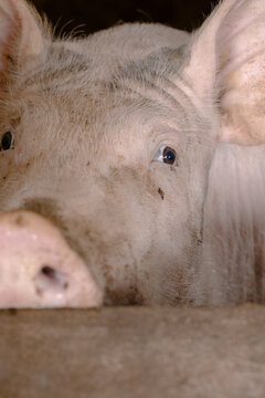 Cerdo de granja encerrado tras una jaula con mirada triste