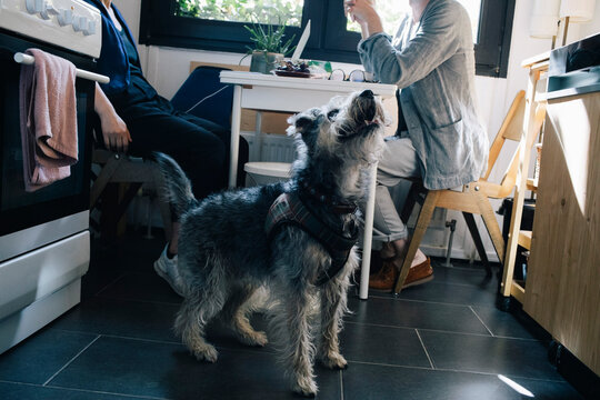 Dog in front of architects sitting at home office desk