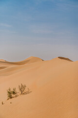 Fototapeta na wymiar United Arab Emirates - Rub Al Khali desert