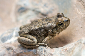 Oman - Wadi Bani Awf - Arabian toad (Sclerophrys arabica)