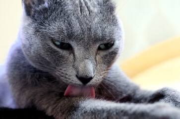 A Russian Blue cat licks its paw with its pink tongue.