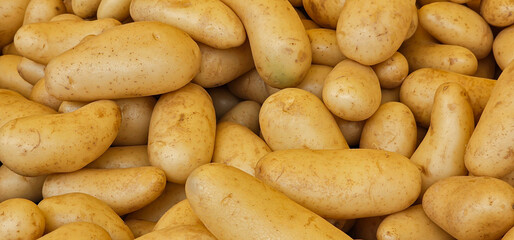 A close up shot of loose, fresh, white potatoes for sale at a supermarket or market.