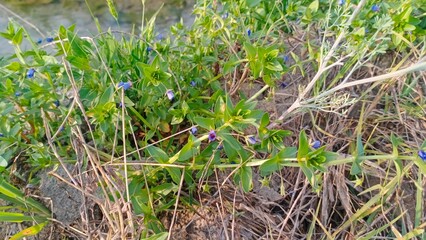 green grass in the morning