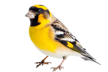 Vibrant Goldfinch Portrait: Exploring the Beauty of Birdlife in Close-Up Photography