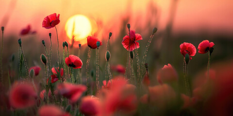 Fototapeta premium Beautiful meadow with red poppy flowers in the sunset light